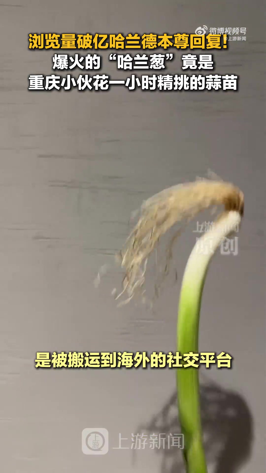 重庆球迷用蒜苗cos哈兰德走红海外 原作者维权遇搬运者删评论